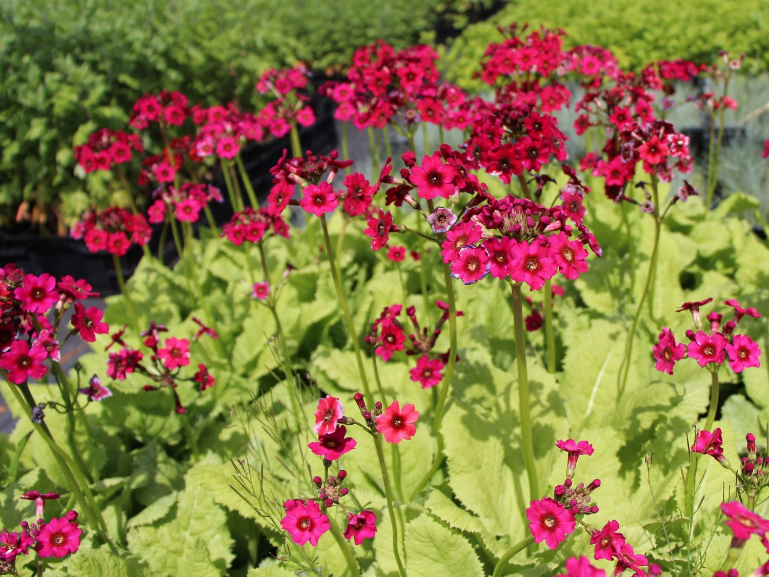 Primula japonica 'Miller's Crimson'